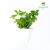 Peppermint Mentha × piperita – Bare Root