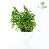 Spearmint Mentha spicata – Bare Root