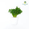 German Chamomile Matricaria chamomilla – Bare Root