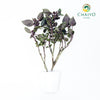 Italian Basil Dark Opal Ocimum basilicum – Bare Root