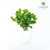 Thai Mint – Bare Root