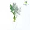Dill Anethum graveolens – Bare Root