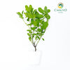 Green Holy Basil Ocimum tenuiflorum – Bare Root
