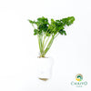 Triple Moss Curled Parsley Petroselinum crispum – Bare Root