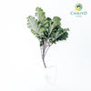 Kale Scarlet Brassica oleracea – Bare Root