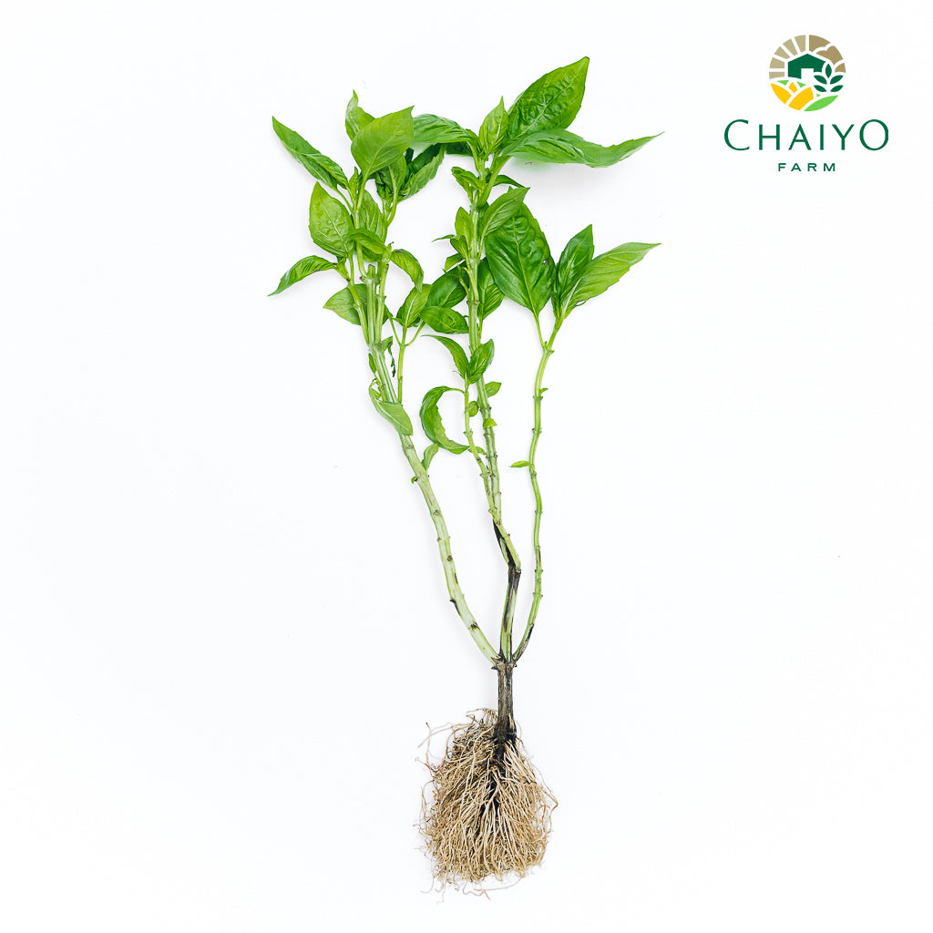 Italian Basil Ocimum basilicum Bare Root | Herb Plant Singapore ...