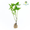 Italian Basil Ocimum basilicum – Bare Root