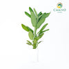 Sage Salvia officinalis – Bare Root