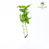 Italian Basil Ocimum basilicum – Bare Root
