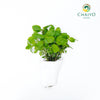 Lemon Balm Melissa officinalis – Bare Root