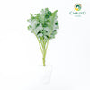 Kale Halbhoher Brassica oleracea – Bare Root