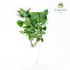 Catnip Nepeta cataria – Bare Root