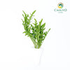 Wild Rocket Eruca sativa – Bare Root