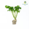 Triple Moss Curled Parsley Petroselinum crispum – Bare Root