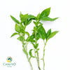 Italian Basil Ocimum basilicum – Bare Root