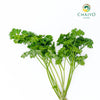 Triple Moss Curled Parsley Petroselinum crispum – Bare Root