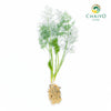 Dill Anethum graveolens – Bare Root