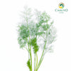 Dill Anethum graveolens – Bare Root
