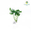 Triple Moss Curled Parsley Petroselinum crispum – Bare Root