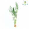 Fennel Foeniculum vulgare – Bare Root