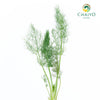 Fennel Foeniculum vulgare – Bare Root
