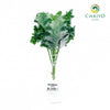 Kale Halbhoher Brassica oleracea – Bare Root