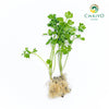Italian Parsley Flat Leaf Petroselinum crispum – Bare Root