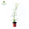 German Chamomile Matricaria chamomilla – 10cm Pot