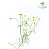 German Chamomile Matricaria chamomilla – 10cm Pot