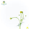 German Chamomile Matricaria chamomilla – 10cm Pot
