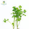 Italian Parsley Flat Leaf Petroselinum crispum – Bare Root