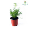 German Chamomile Matricaria chamomilla – 10cm Pot