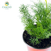 German Chamomile Matricaria chamomilla – 10cm Pot