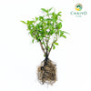 Sweet Basil Ocimum basilicum – Bare Root