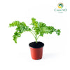 Kale Halbhoher Brassica oleracea – 10cm Pot
