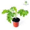 Kale Halbhoher Brassica oleracea – 10cm Pot