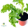 Kale Halbhoher Brassica oleracea – 10cm Pot