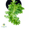 Kale Halbhoher Brassica oleracea – 10cm Pot