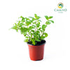 Peppermint Mentha × piperita – 10cm Pot