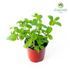 Peppermint Mentha × piperita – 10cm Pot