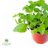 Peppermint Mentha × piperita – 10cm Pot