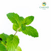 Peppermint Mentha × piperita – 10cm Pot