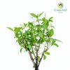 Sweet Basil Ocimum basilicum – Bare Root