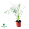 Dill Anethum graveolens – 10cm Pot