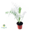 Dill Anethum graveolens – 10cm Pot
