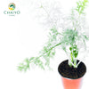 Dill Anethum graveolens – 10cm Pot
