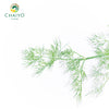 Dill Anethum graveolens – 10cm Pot