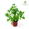 Catnip Nepeta cataria – 10cm Pot