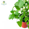 Catnip Nepeta cataria – 10cm Pot