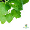 Catnip Nepeta cataria – 10cm Pot